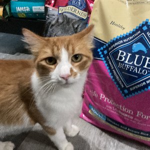 Pet photo