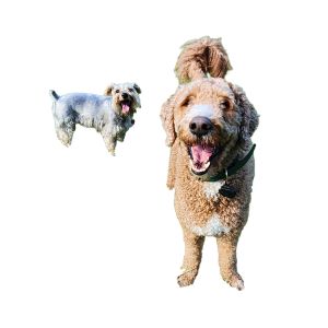 Pet photo