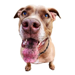 Pet photo