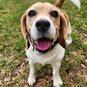 Pet photo