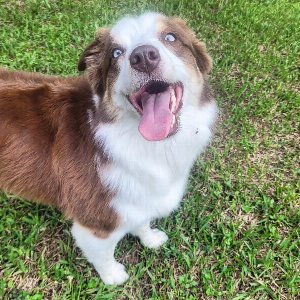 Pet photo