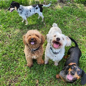 Pet photo