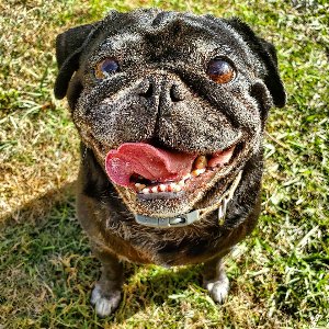 Pet photo