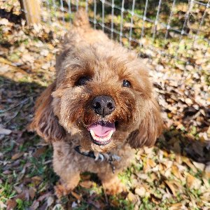 Pet photo