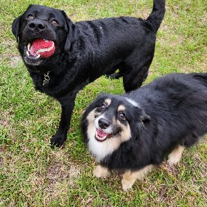 Pet photo