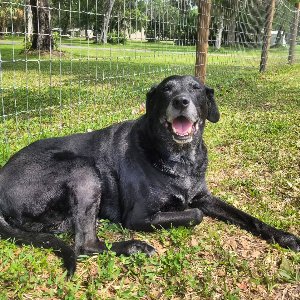 Pet photo