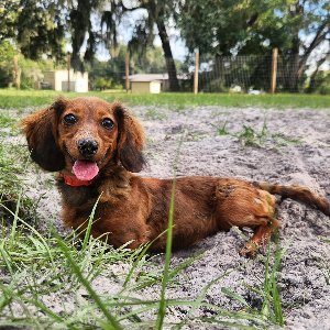 Pet photo