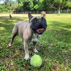 Pet photo