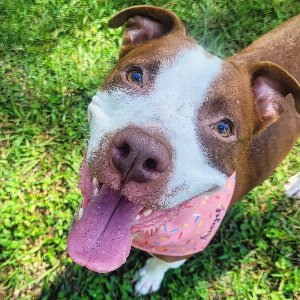 Pet photo