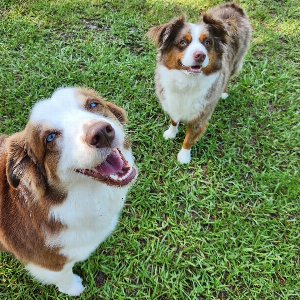 Pet photo