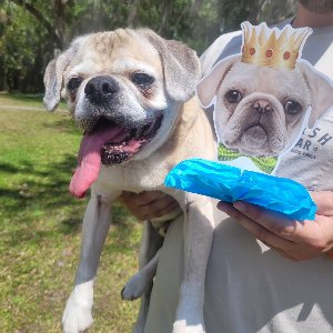 Pet photo