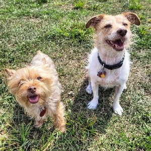 Pet photo