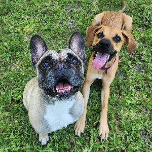 Pet photo