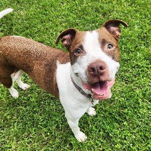 Pet photo
