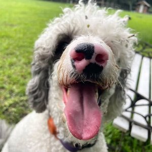 Pet photo