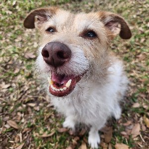 Pet photo
