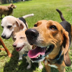 Pet photo
