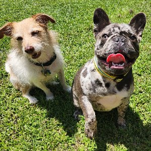Pet photo