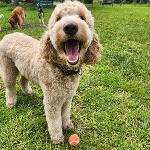 Pet photo
