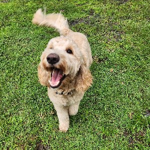 Pet photo