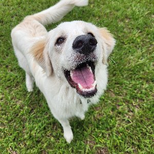 Pet photo
