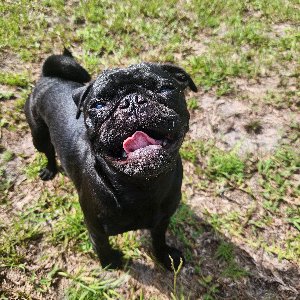 Pet photo