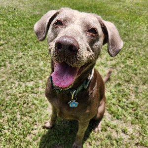 Pet photo