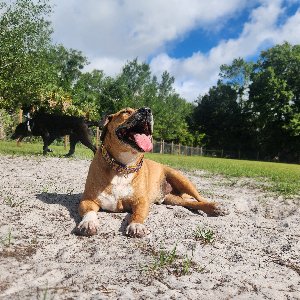 Pet photo
