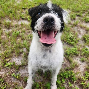 Pet photo