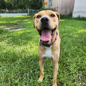 Pet photo