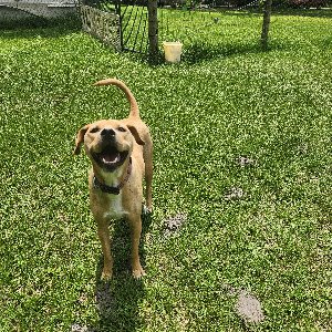 Pet photo