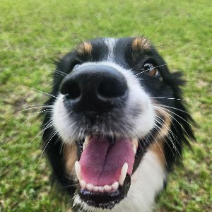 Pet photo
