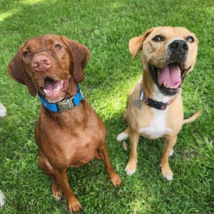 Pet photo