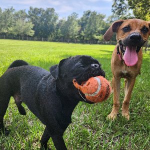 Pet photo