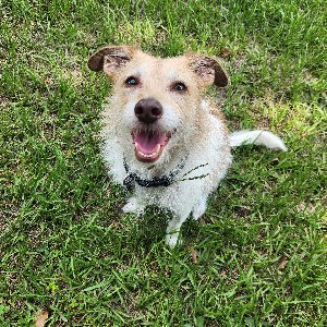 Pet photo