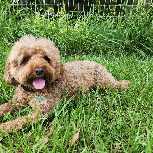 Pet photo