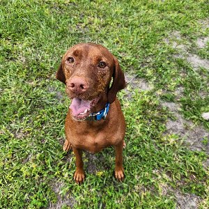 Pet photo