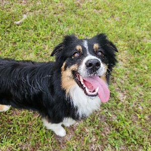 Pet photo