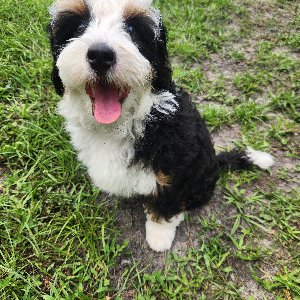 Pet photo