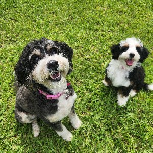 Pet photo