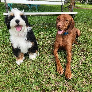 Pet photo