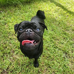 Pet photo