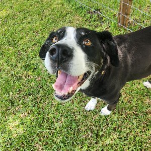 Pet photo