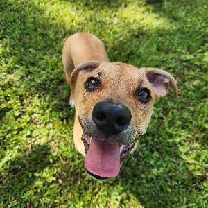Pet photo
