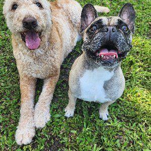 Pet photo