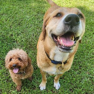 Pet photo