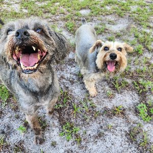 Pet photo