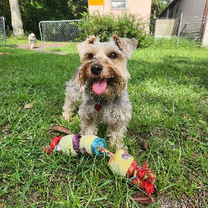 Pet photo