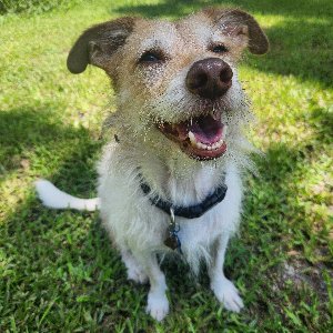 Pet photo