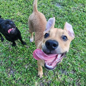 Pet photo